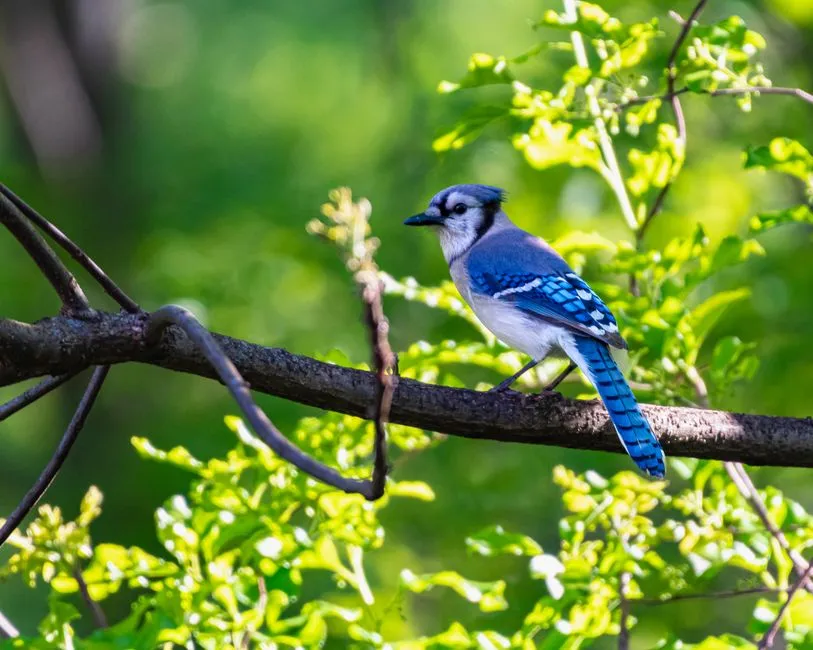 Researching BirdNET-Pi for backyard bird detection